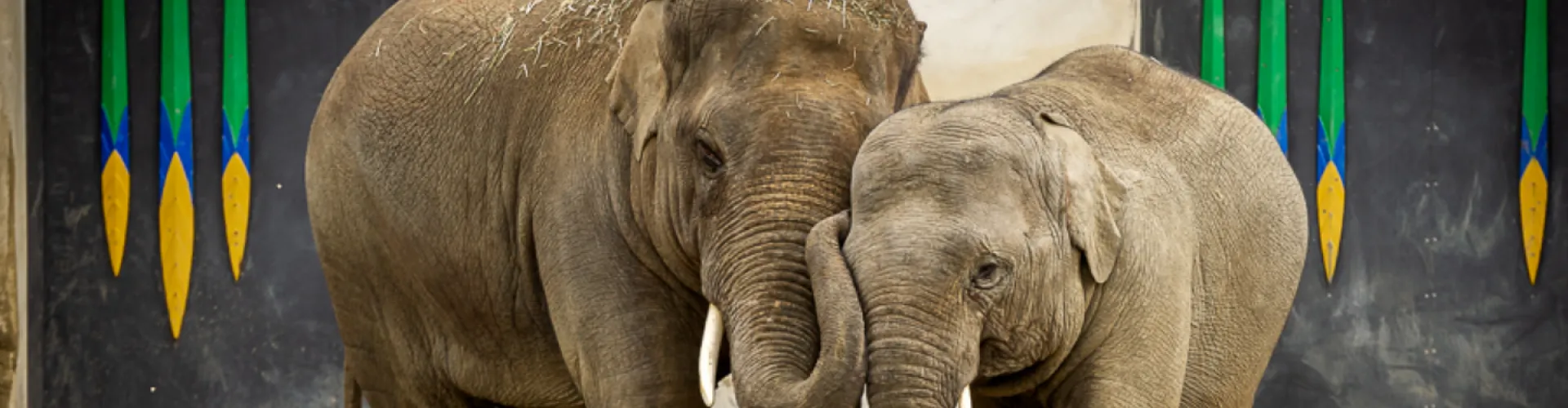 Sam Assam Olifanten Facilicom